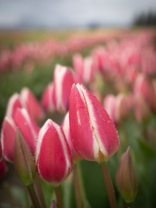Picture of ROWS OF PINK AND WHITE TULIPS IN FIELD OF FARM-SKAGIT VALLEY TULIP FESTIVAL.