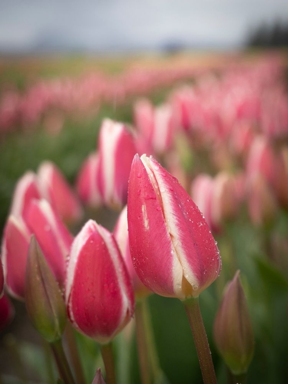 Picture of ROWS OF PINK AND WHITE TULIPS IN FIELD OF FARM-SKAGIT VALLEY TULIP FESTIVAL.