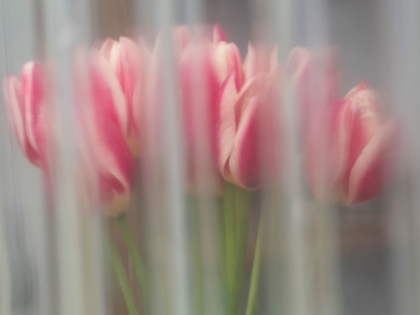 Picture of BUNCH OF PINK AND WHITE TULIPS THROUGH WINDOW-SKAGIT VALLEY TULIP FESTIVAL.
