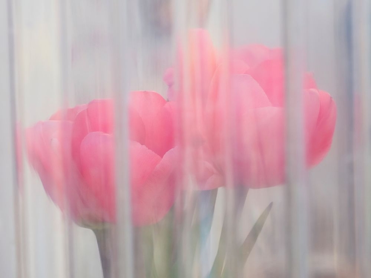 Picture of USA-WASHINGTON STATE-MT. VERNON. PINK TULIPS THROUGH WINDOW-SKAGIT VALLEY TULIP FESTIVAL.