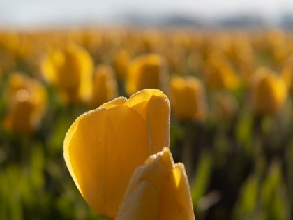 Picture of ROWS OF BACKLIT YELLOW TULIPS GLOWING AT SUNSET-SKAGIT VALLEY TULIP FESTIVAL.
