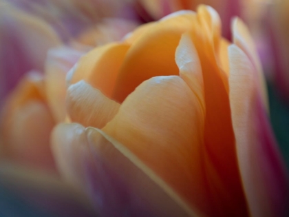 Picture of USA-WASHINGTON STATE-MT. VERNON. PEACH AND RED TULIPS-SKAGIT VALLEY TULIP FESTIVAL.