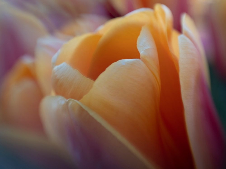 Picture of USA-WASHINGTON STATE-MT. VERNON. PEACH AND RED TULIPS-SKAGIT VALLEY TULIP FESTIVAL.