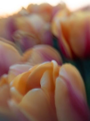 Picture of PEACH AND RED TULIPS IN FIELD AT SUNSET-SKAGIT VALLEY TULIP FESTIVAL.