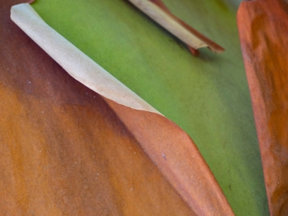 Picture of USA-WASHINGTON STATE-SAN JUAN ISLANDS. PEELING RED AND GREEN BARK OF MADRONA TREE