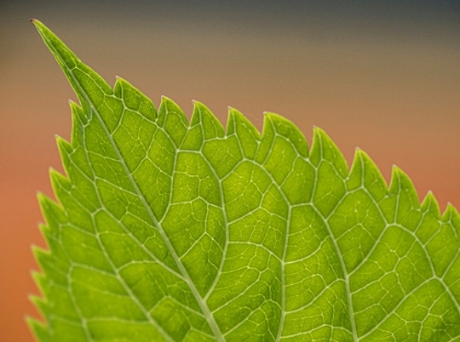 Picture of USA-WASHINGTON STATE-BELLEVUE. VEINS ON GREEN LEAF OF BIGLEAF HYDRANGEA CLOSE-UP