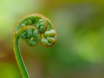 Picture of USA-WASHINGTON STATE-BELLEVUE. SPIRAL CURL OF BRACKEN FERN FROND