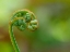 Picture of USA-WASHINGTON STATE-BELLEVUE. SPIRAL CURL OF BRACKEN FERN FROND