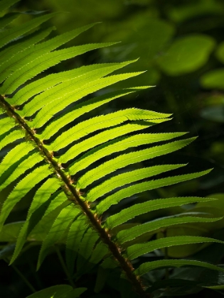 Picture of USA-WASHINGTON STATE-BAINBRIDGE ISLAND. BACKLIT WESTERN SWORD FERN FROND GLOWING IN SUNLIGHT