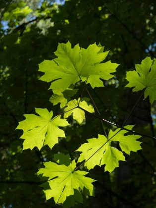 Picture of USA-WASHINGTON STATE-BELLEVUE. BACKLIT GLOWING LEAVES OF BIGLEAF MAPLE TREE IN SUNLIGHT