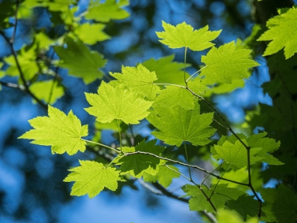 Picture of USA-WASHINGTON STATE-BELLEVUE. BACKLIT GLOWING LEAVES OF VINE MAPLE TREE IN SUNLIGHT