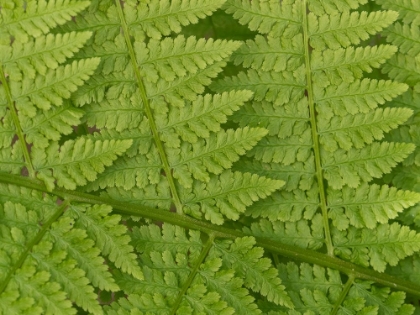 Picture of USA-WASHINGTON STATE-KIRKLAND. JUANITA BAY PARK-LADY FERN FROND PATTERN FROM ABOVE