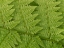 Picture of USA-WASHINGTON STATE-KIRKLAND. JUANITA BAY PARK-LADY FERN FROND PATTERN FROM ABOVE