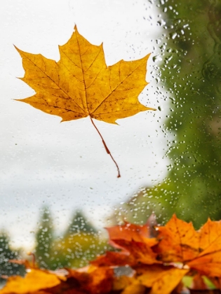 Picture of USA-WASHINGTON STATE-BELLEVUE. ORANGE NORWAY MAPLE LEAF ON CAR WINDSHIELD WITH RAIN DROPS