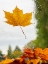 Picture of USA-WASHINGTON STATE-BELLEVUE. ORANGE NORWAY MAPLE LEAF ON CAR WINDSHIELD WITH RAIN DROPS