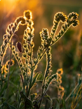 Picture of USA-WASHINGTON STATE-PALOUSE. BACKLIT MENZIES FIDDLENECK WILDFLOWER GLOWING AT SUNSET