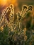 Picture of USA-WASHINGTON STATE-PALOUSE. BACKLIT MENZIES FIDDLENECK WILDFLOWER GLOWING AT SUNSET