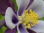Picture of USA-WASHINGTON STATE. PURPLE-WHITE AND YELLOW COLUMBINE IN GARDEN