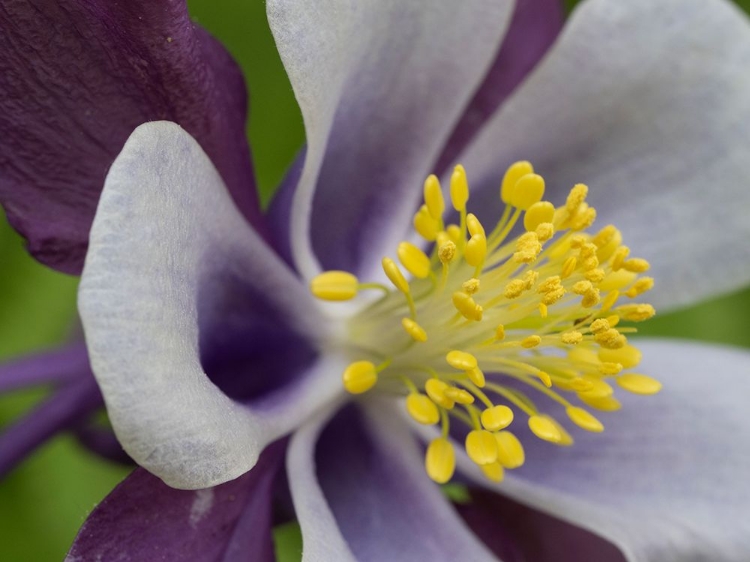 Picture of USA-WASHINGTON STATE. PURPLE-WHITE AND YELLOW COLUMBINE IN GARDEN