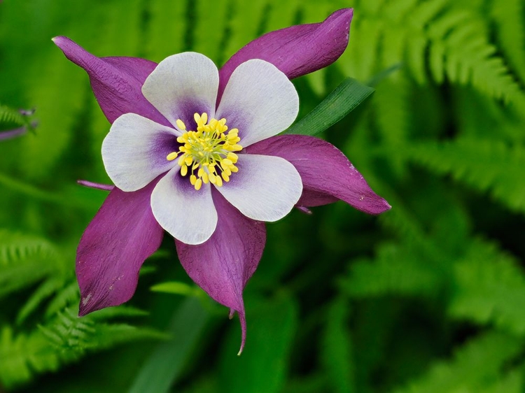 Picture of USA-WASHINGTON STATE. PURPLE-WHITE AND YELLOW COLUMBINE FLOWER IN GARDEN