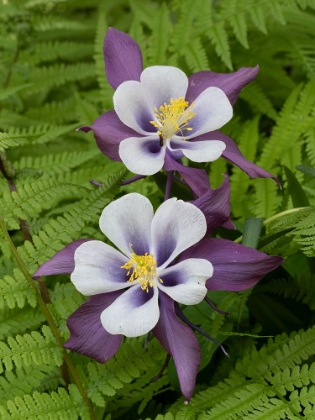 Picture of USA-WASHINGTON STATE. PURPLE-WHITE AND YELLOW COLUMBINE AND FERNS IN GARDEN