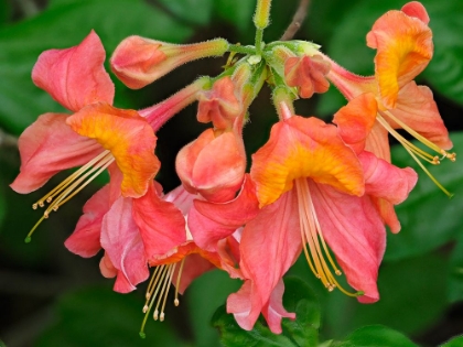 Picture of USA-WASHINGTON STATE-UNDERWOOD. ORANGE FLAME AZALEA FLOWER