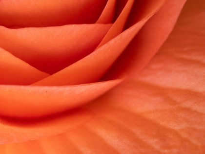 Picture of USA-WASHINGTON STATE-UNDERWOOD. ORANGE RANUNCULUS FLOWER CLOSE-UP