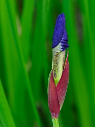 Picture of USA-WASHINGTON STATE-UNDERWOOD. IRIS FLOWER BUD