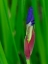 Picture of USA-WASHINGTON STATE-UNDERWOOD. IRIS FLOWER BUD