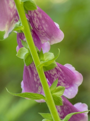 Picture of USA-WASHINGTON STATE-BELLEVUE. PINK FOXGLOVE FLOWER CLOSE-UP