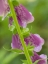 Picture of USA-WASHINGTON STATE-BELLEVUE. PINK FOXGLOVE FLOWER CLOSE-UP