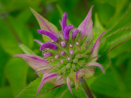 Picture of USA-WASHINGTON STATE-BELLEVUE. PINK BERGAMOT FLOWER-ALSO KNOWN AS BEE BALM CLOSE-UP