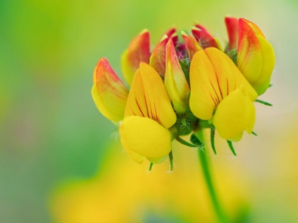 Picture of USA-WASHINGTON STATE-BELLEVUE. YELLOW AND ORANGE FLOWER OF BIRDS FOOT TREFOIL CLOSE-UP