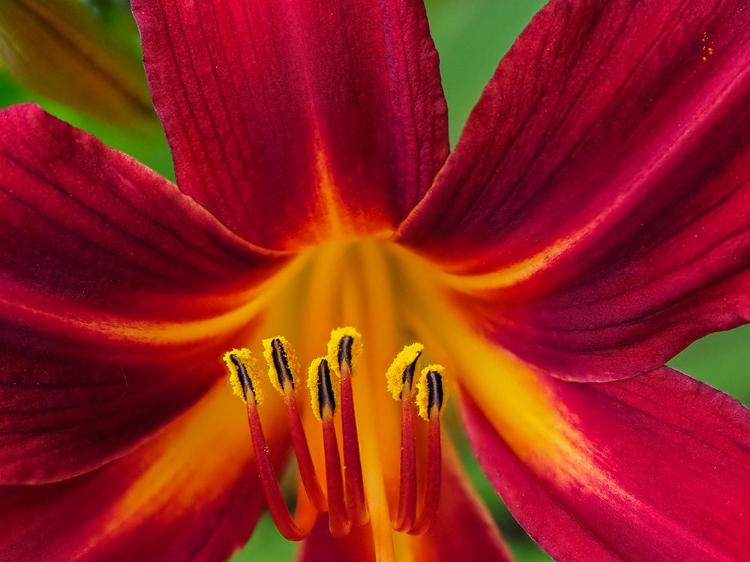 Picture of USA-WASHINGTON STATE-ISSAQUAH. ORANGE AND RED DAYLILY FLOWER CLOSE-UP