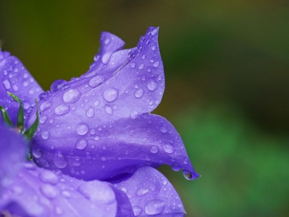Picture of USA-WASHINGTON STATE. PURPLE TUSSOCK BELLFLOWER WITH RAINDROPS CLOSE-UP