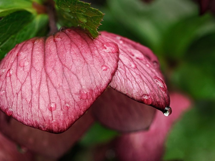 Picture of USA-WASHINGTON STATE-BELLEVUE. MAGENTA LENTEN ROSE HELLEBORE FLOWER WITH RAINDROPS