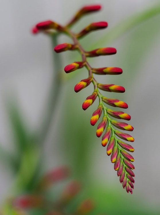 Picture of USA-WASHINGTON STATE-BELLEVUE. CROCOSMIA LUCIFER FLOWER