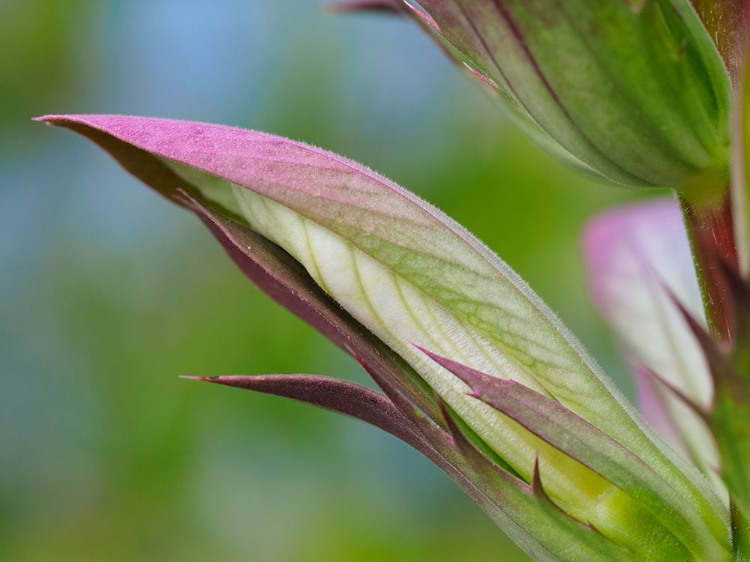 Picture of USA-WASHINGTON STATE-BELLEVUE. BEARS BREECHES FLOWER CLOSE-UP