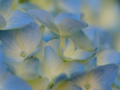 Picture of USA-WASHINGTON STATE-BELLEVUE. BLUE AND WHITE BIGLEAF HYDRANGEA FLOWER