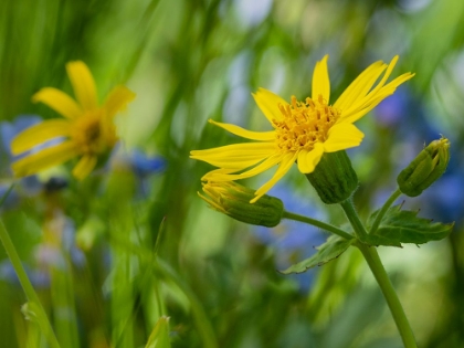 Picture of USA-WASHINGTON STATE. CRYSTAL MOUNTAIN-BROADLEAF ARNICA IN FIELD