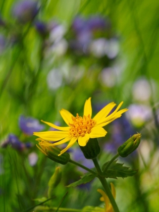 Picture of USA-WASHINGTON STATE. CRYSTAL MOUNTAIN-BROADLEAF ARNICA IN FIELD