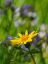 Picture of USA-WASHINGTON STATE. CRYSTAL MOUNTAIN-BROADLEAF ARNICA IN FIELD