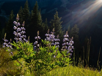 Picture of USA-WASHINGTON STATE. CRYSTAL MOUNTAIN-BACKLIT BROADLEAF LUPINE IN MEADOW