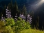 Picture of USA-WASHINGTON STATE. CRYSTAL MOUNTAIN-BACKLIT BROADLEAF LUPINE IN MEADOW