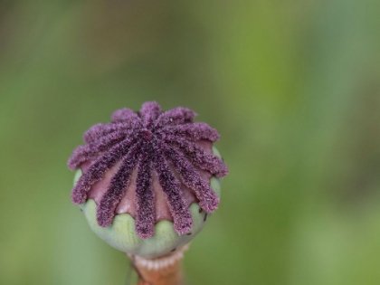 Picture of USA-WASHINGTON STATE-BELLEVUE. ORIENTAL POPPY BUD