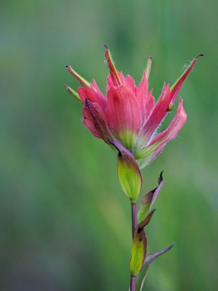 Picture of USA-WASHINGTON STATE. CRYSTAL MOUNTAIN-GIANT RED INDIAN PAINTBRUSH