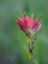 Picture of USA-WASHINGTON STATE. CRYSTAL MOUNTAIN-GIANT RED INDIAN PAINTBRUSH