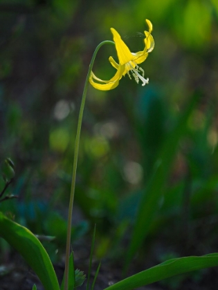 Picture of USA-MOUNT RAINIER NATIONAL PARK-YELLOW AVALANCHE LILY