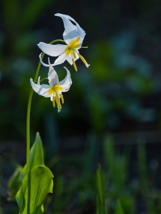Picture of USA-MOUNT RAINIER NATIONAL PARK-GREAT WHITE FAWN LILY