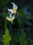 Picture of USA-MOUNT RAINIER NATIONAL PARK-GREAT WHITE FAWN LILY